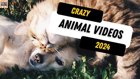 Laugh Out Loud: Funniest Animal Videos 2024 Edition! 😺🤣🐶