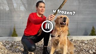 My Dog Reacts to Me Randomly Freezing