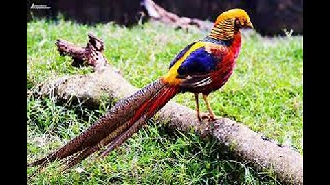 Beautiful Golden Pheasants and Wading Birds