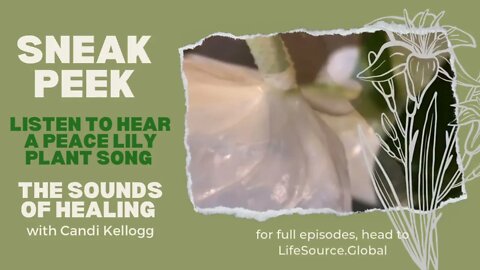 Peace Lily Sneak Peek The Sounds Of Healing