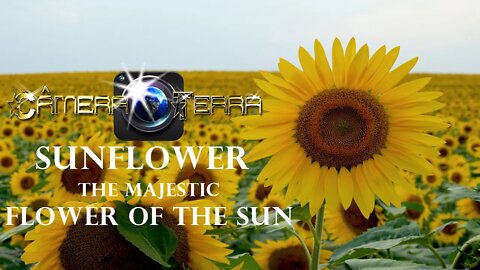 🌎 Girassol, a Majestosa Flor do Sol | Por que o girassol gira em torno do sol ? | 2021