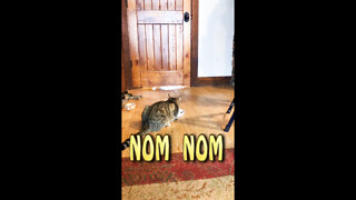 Cat does not notice prank while eating!!!