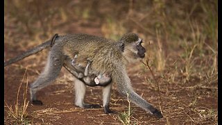 Thai Town Tormented, Maddened by Marauding Wild Monkeys