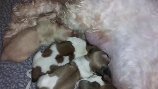 Phoebe Pups Are Here 2/20/20(1)