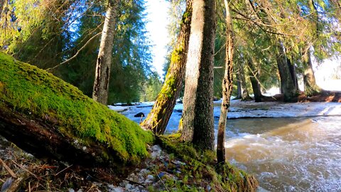 Forest stream. Sounds of nature. The murmur of water