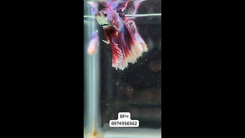 Lavender Dumbo Ear OHM Rosetail Breeding Pair