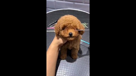 #puppylove#dog#funnypetvideo