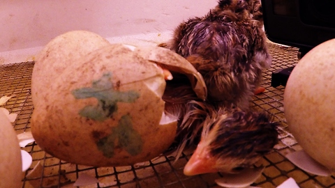Guinea fowl's first moments of life emerging from egg