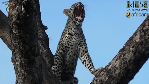 Scotia Female Leopard - Year 2, Becoming Independent - 8: Posing in Marula Trees