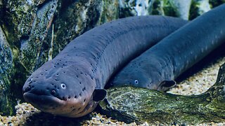 5 Fun Facts About The Electric Eel