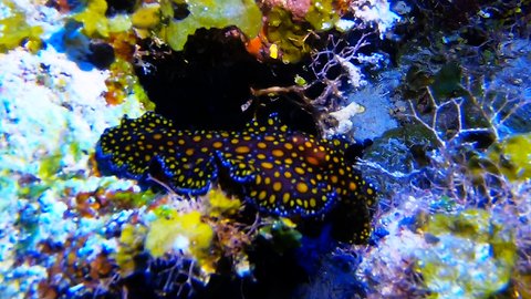 Strikingly beautiful & strange creature spotted 100 feet beneath the waves