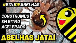 ABELHAS JATAÍ CONSTRUINDO O PITO DE ENTRADA DA NOVA COLÔNIA | #shorts