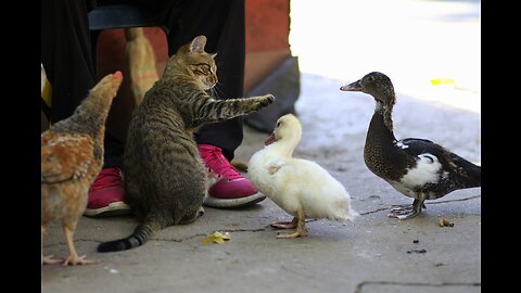 one DUCK bully the whole CATS