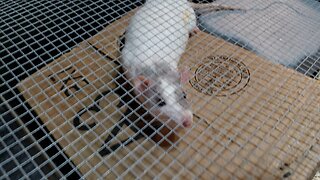 My Feeder Rat Breeding Setup