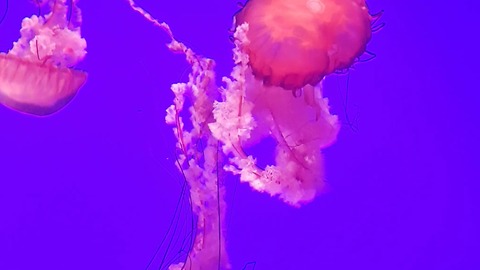 MESMERIZING COLOUR CHANGING JELLY-FISH