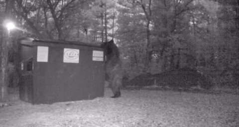 Juvenile Bear Inspects Dumpster!