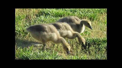 The last Wild Goose hatching/gosling update! How many survived on our Southern Illinois farm pond!?