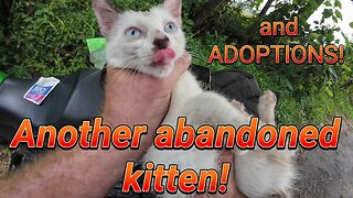 A kitten abandoned on his own and ...... adoptions!