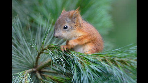 Squirrel and spring.