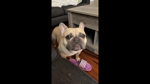 What Should be My New Nickname? | Mochi The French Bulldog