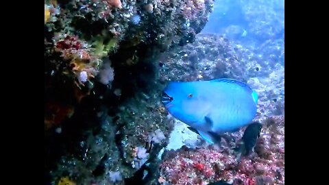 Awww Cute Parrot fish