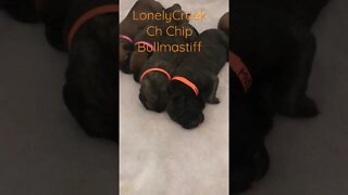 New borns ! Bullmastiff puppies
