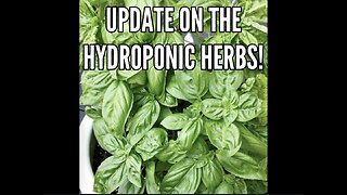 Update on the hydroponic herbs