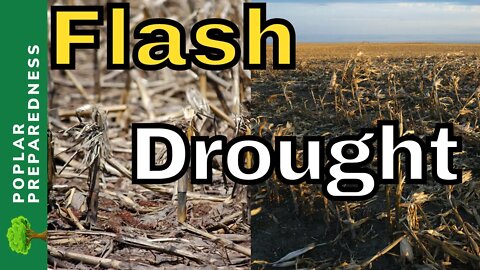 Flash Drought Hits USA's Corn Belt & Rice Belt !! Texas Drought 2022