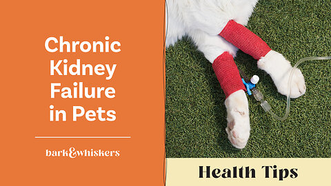 Dr. Becker Discusses Chronic Kidney Failure in Pets