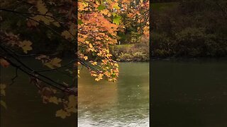 #fallcolours #dufferinislands #rainyday #niagarafalls