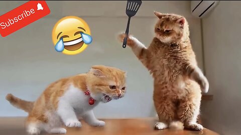 Funny Animal Video 2023 - Funny cat video 🐈🐈‍⬛