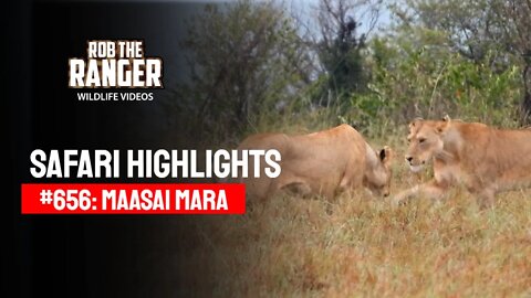 Safari Highlights #656: 19th January 2022 | Maasai Mara/Zebra Plains | Latest Wildlife Sightings