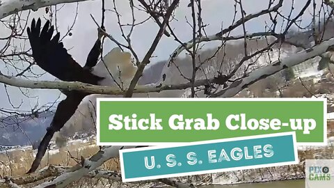 U. S. S. Dad grabs stick from nest tree