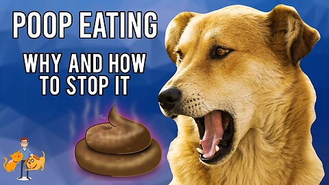 Why Dogs Eat Poop and How to Stop It (Coprophagia)