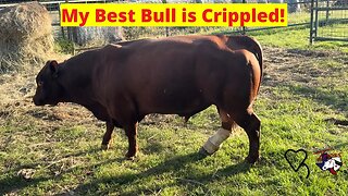 My Best Bull is Crippled! | Regenerative Ranching