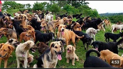 Territorio_de_Zaguates__Land_of_The_Strays__Dog_Rescue_Ranch_Sanctuary_in_Costa_Rica(720p)