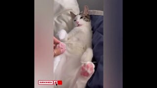 cute cat videos 😹 funny videos 😂1775