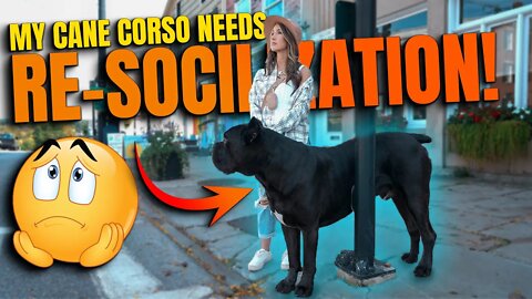 RE-SOCIALIZING My Cane Corso - He Needs It BADLY!