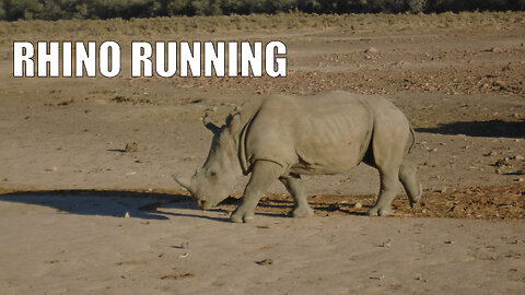 Rhino running in Inverdoorn