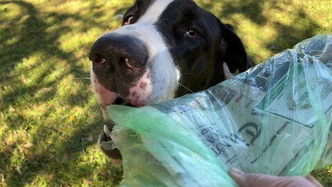 Funny Great Dane Needs A Newspaper Delivery Refresher Course