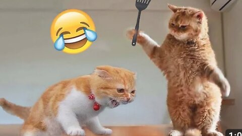 Best Funny Animal Videos Of The 2023 🤣 - Funniest Cats And Dogs Videos 😺😍 #funnycat #cat