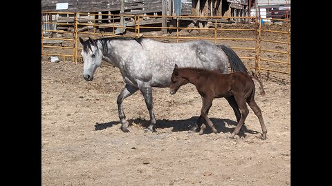 Trent Loos on how your Mother is like the finest Brood Mare