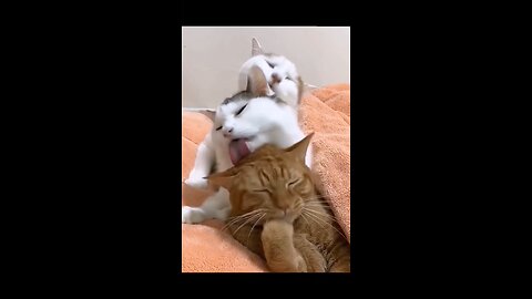 Funny video dog and cat