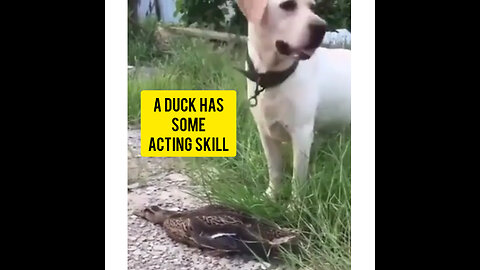 A DUCK has some acting skill : Watch this funny video