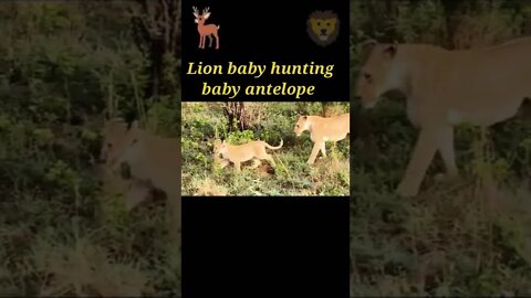 Lion baby hunting baby antelope 🦌#shorts #youtubeshorts