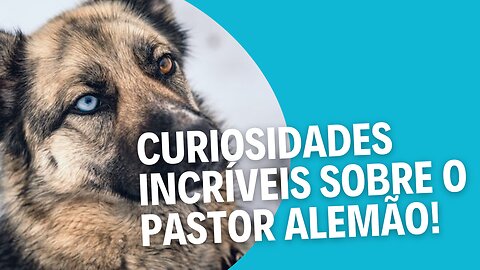 5 Curiosidades Surpreendentes Sobre o Pastor Alemão