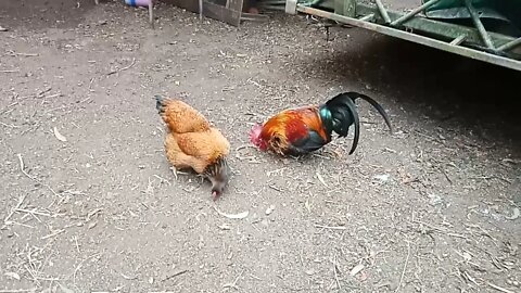 Gamebird rooster has got himself a new girlfriend 9th August 2021