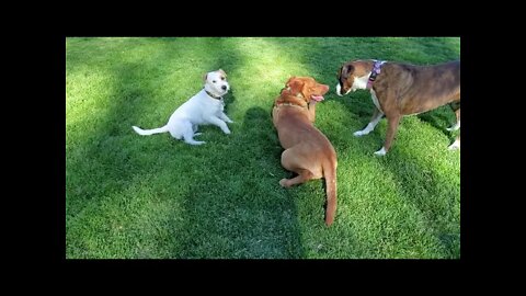 [Jack Russell Terrier Ares] how JRT makes a new girl friend in minutes