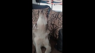 husky singing
