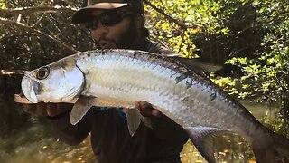 Catching TARPON on MCDONALDS CHICKEN NUGGETS